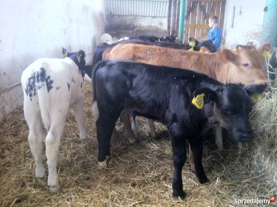 byki byczki cielaki mięsne NCB i Kolonia Warzymowska