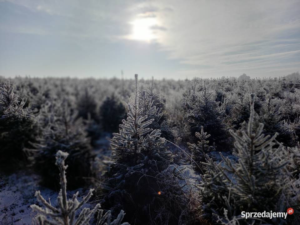 Choinki świerk jodła hurt detal Śniadka Druga