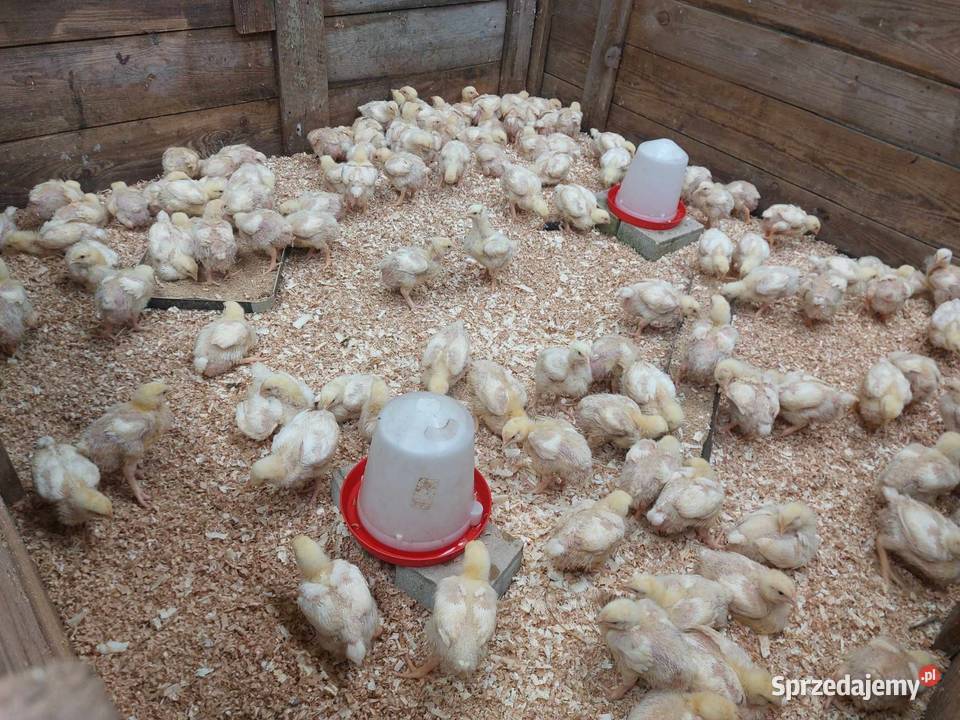 Kurczaki 3 tyg do dalszego chowu Borek Wielkopolski