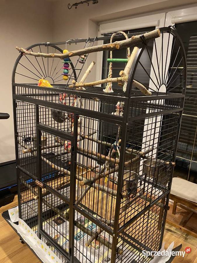 PAPUGA ŻAKO KONGIJSKA Syców sprzedam