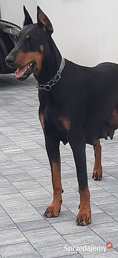 Doberman Szczeniaki Rezerwacia Wroc Aw Sprzedajemy Pl