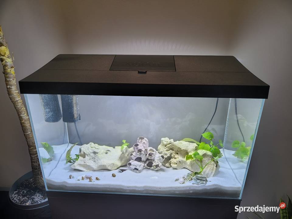 Akwarium 60l z pyszczakami Kielce