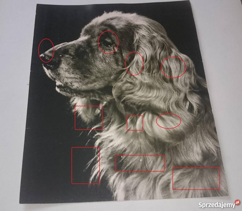 Stare zdjęcie fotografia pies Cocker Spaniel Ostrów Wielkopolski