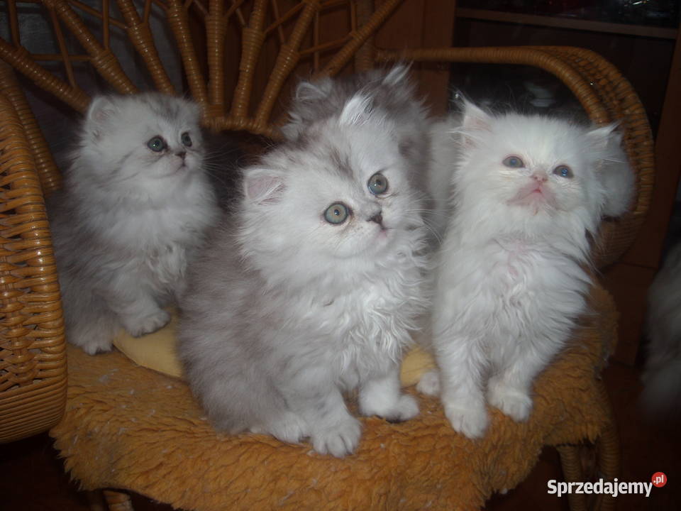 Piekne perskie przytulanki Warszawa sprzedam