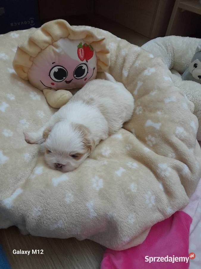 Szczeniak ShihTzu opolskie