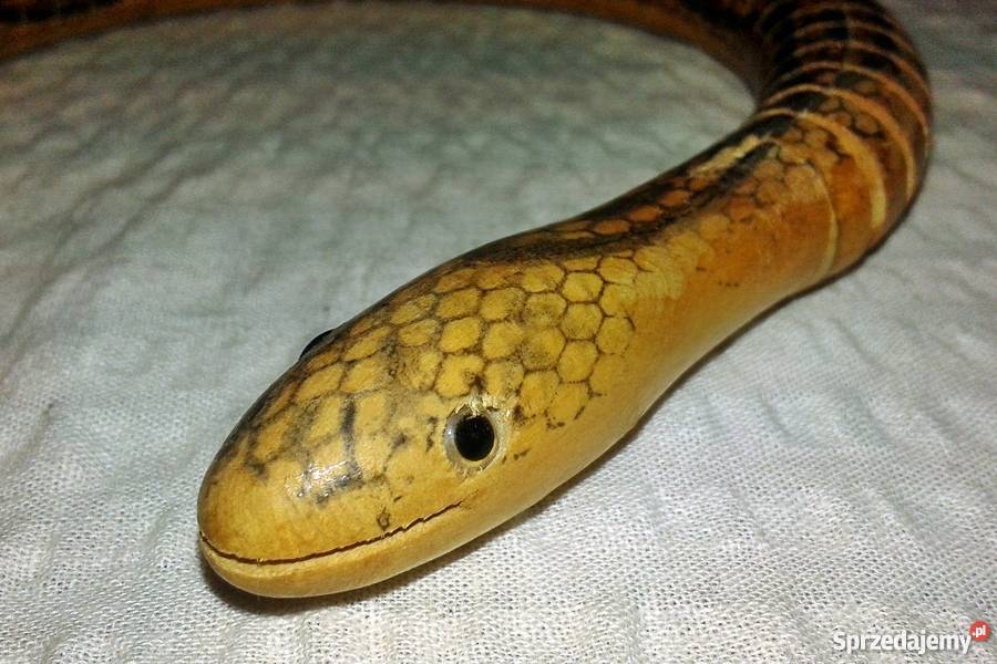 Drewniany wąż długi Sosnowiec