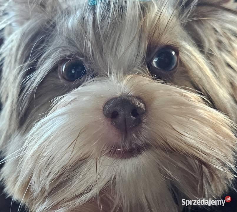 Yorkshire terrierYork Chocoberry pomorskie Kobysewo