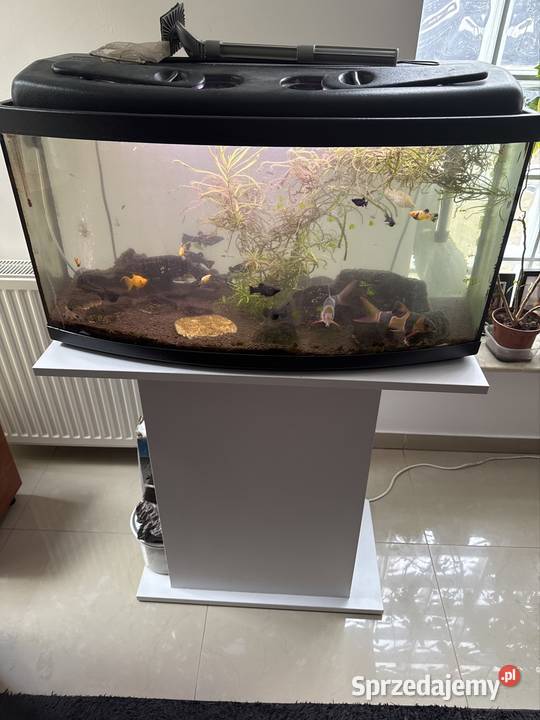 Akwarjum 105 L i 25L z rybami Warszawa