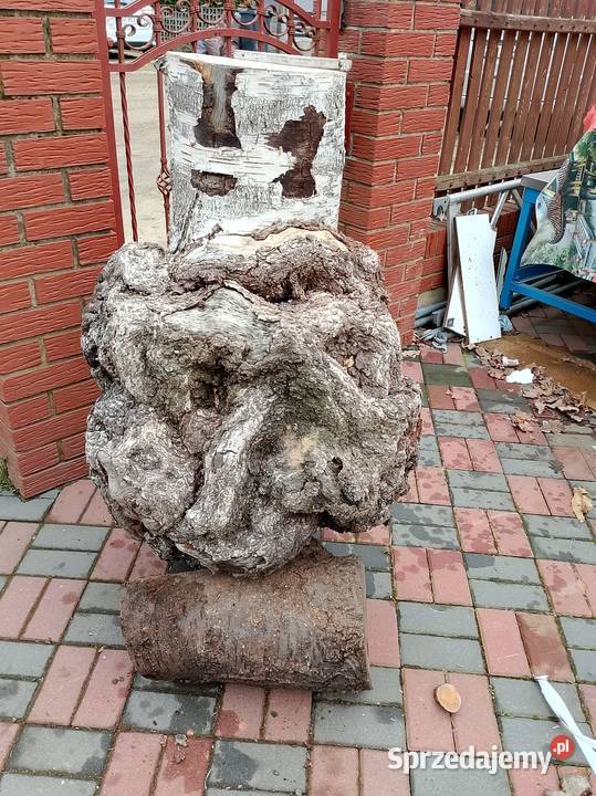 Topola czeczot XXXXL Nowy Tomyśl sprzedam