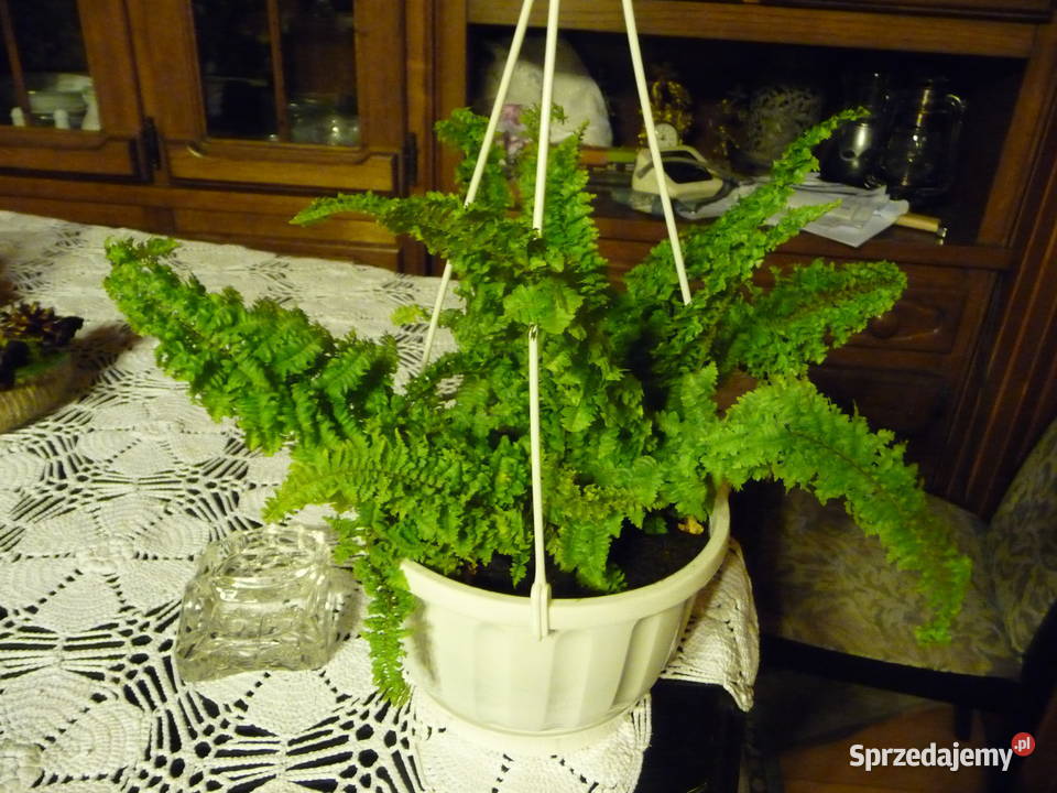 Kwiat doniczkowy paprotki różne śląskie Skoczów