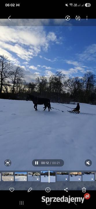 Klacz śląska Namysłów