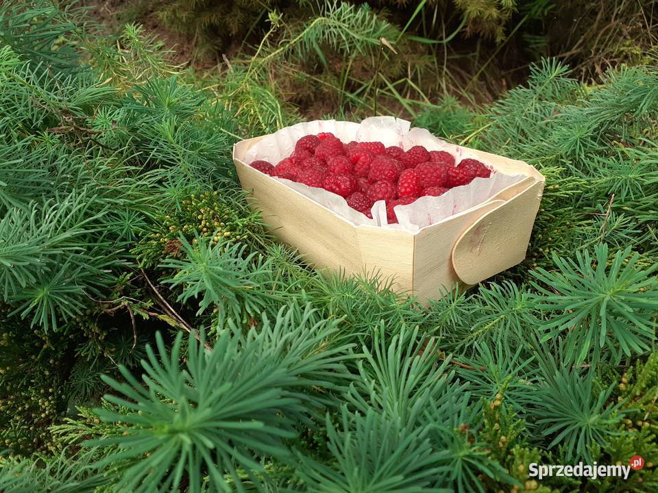 Pojemnik na owoce grzyby tacka na owoce grzyby Dom i Ogród