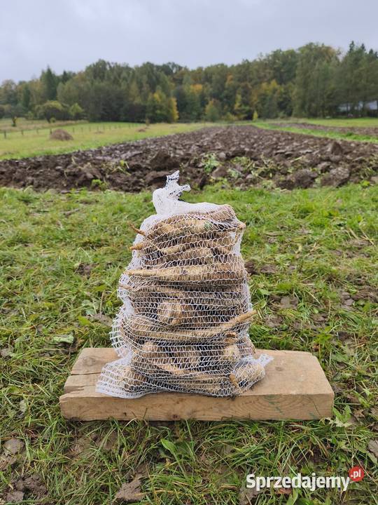 Pietruszka korzeniowa Rośliny okopowe Produkcja roślinna Rymanów