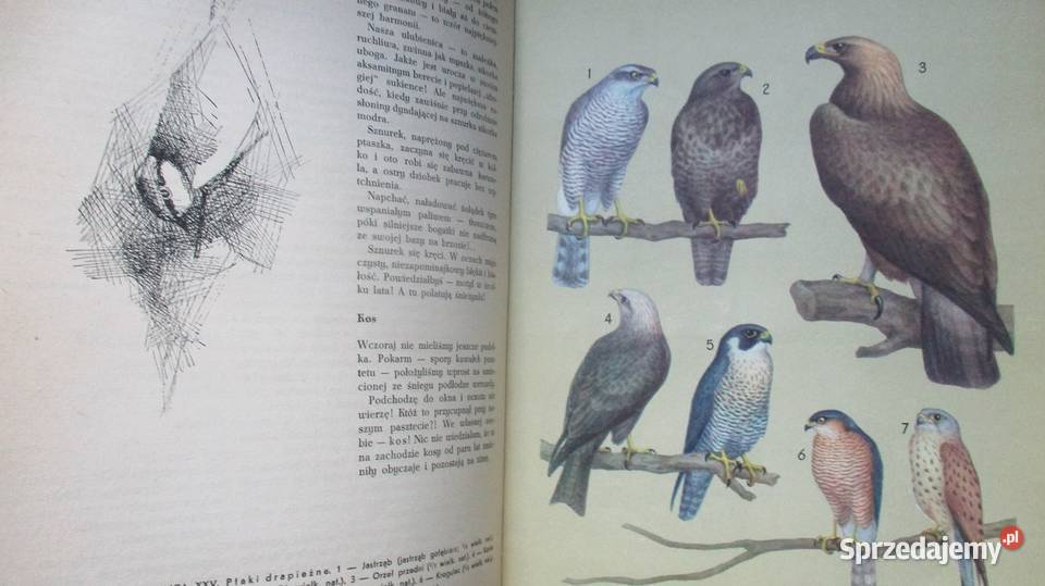 Głos przyrody Kowalewska Kownacka przyroda Łódź