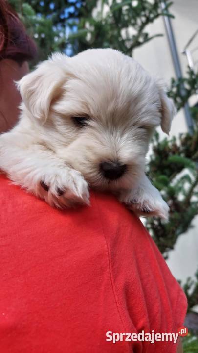 West highland white terrier piesek Brudzów sprzedam