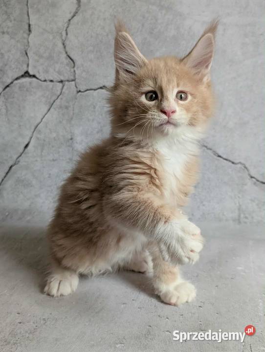 Kocieta Maine Coon Wrocław
