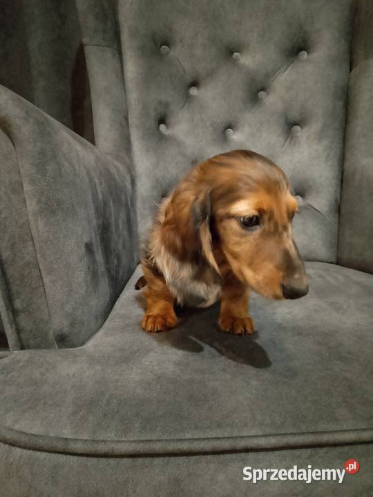 Jamnik długowłosy merle piesek