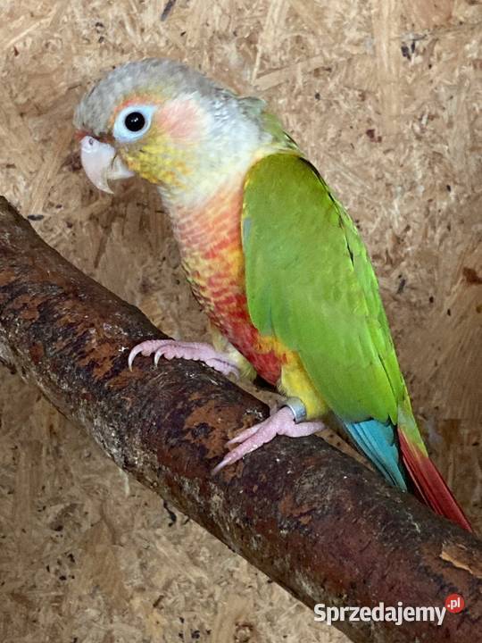 Papugi aleksandretty obroźne obrożne aleksy sprzedam