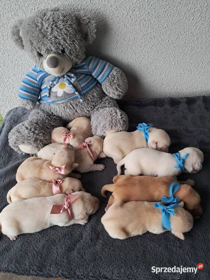 Szczeniaki rasy labrador retriewer Tarnów