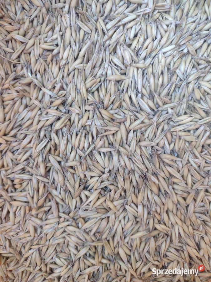 Owies lubelskie Cieleśnica