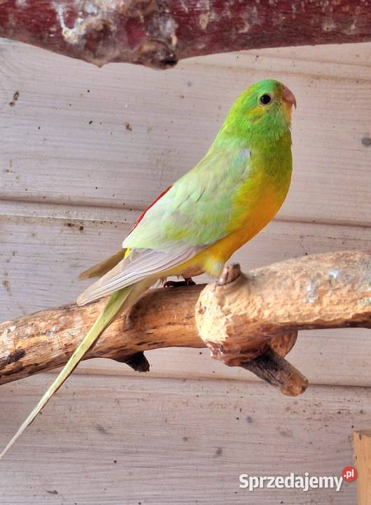 Para modrolotek szeków i świergotek Otyń