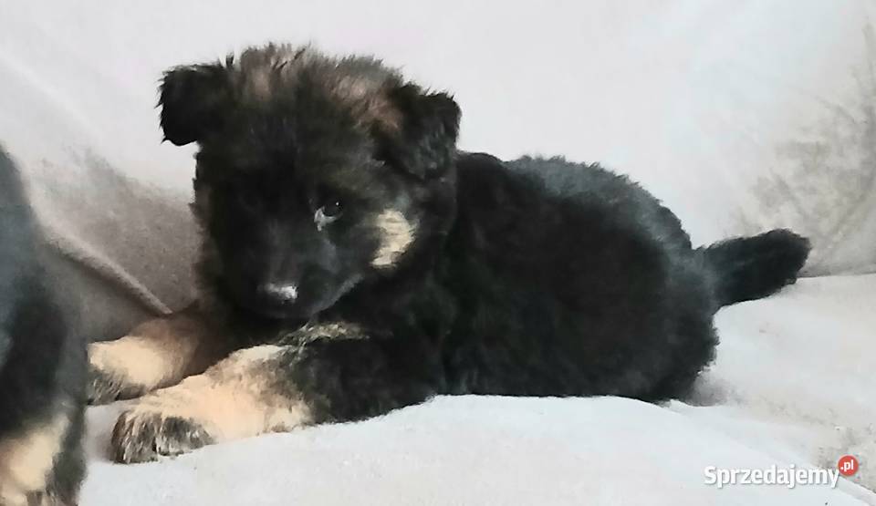 Sprzedam szczeniaki rasy owczarek niemiecki Pińczów,Busko-Zdrój
