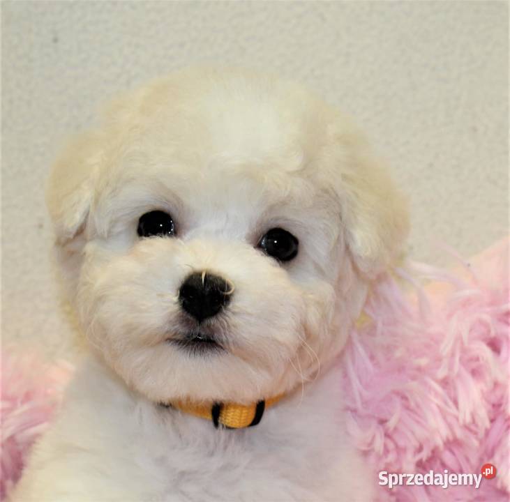 Szczenię Bichon Frise