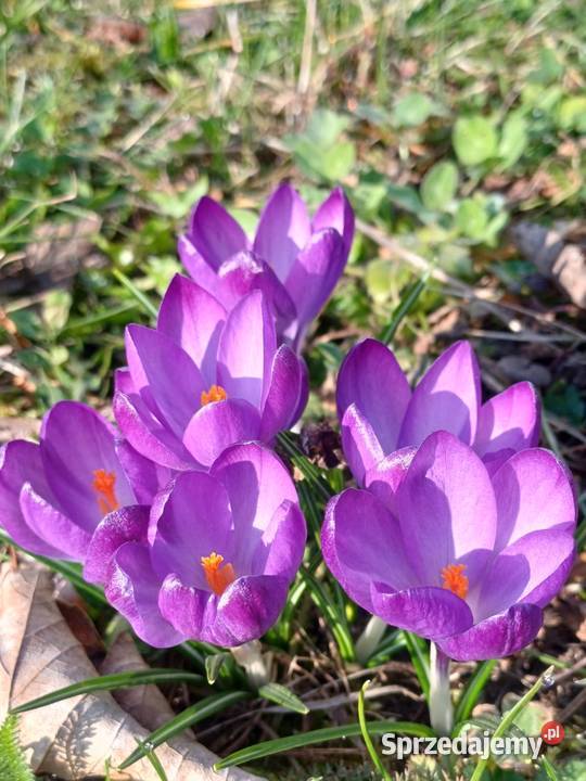 domek na Wielkanoc Żywiec sprzedam