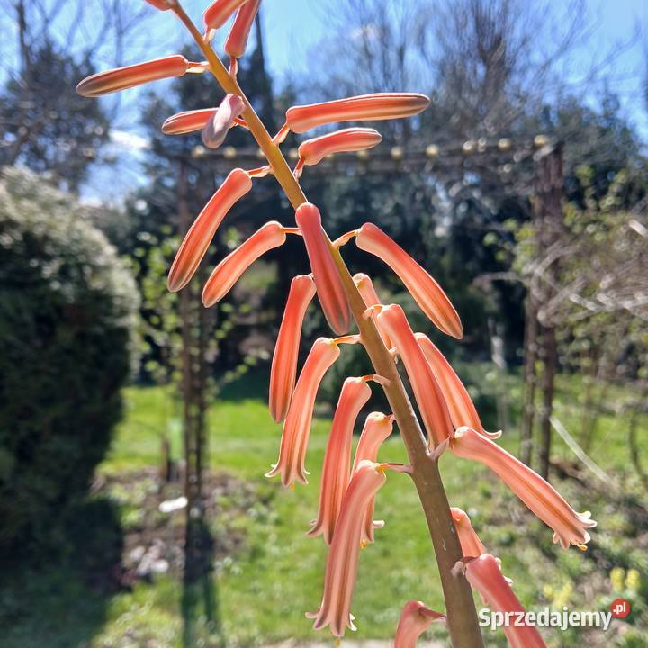 Kaktus Pstry Tygrysi Aloe Variagata kwitnie Nowy Sącz sprzedam