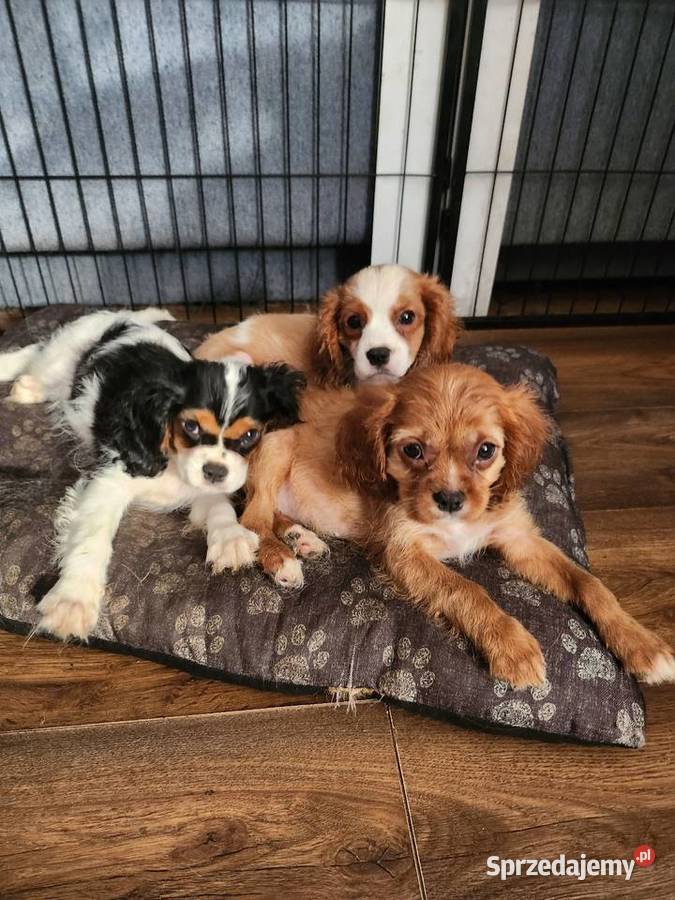Cavalier king chals spaniel Wolica