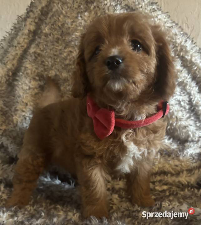 Malutkie Cavapoo szczeniaki piękne Bielany Wrocławskie