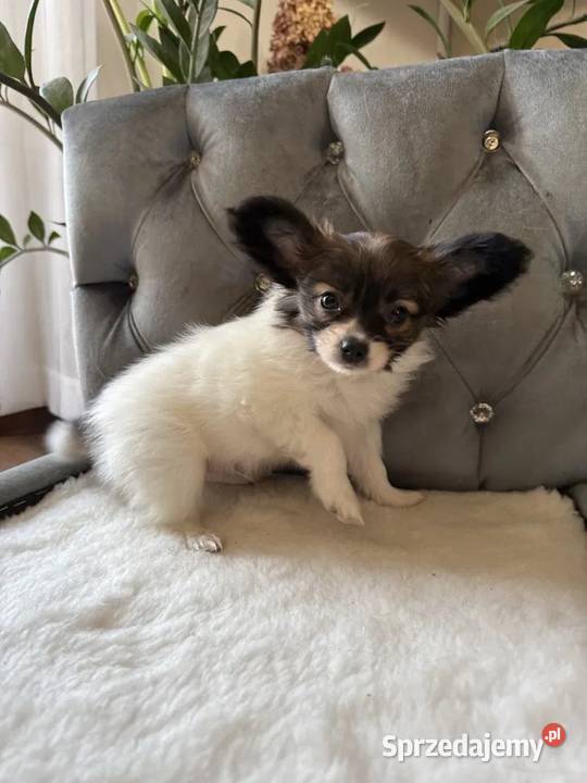 Papillon szczeniak piesek Spaniel kontynentalny Szpic miniaturowy śląskie