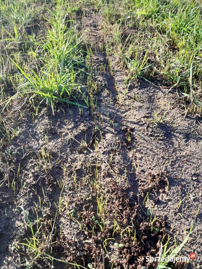 Usługa siewu I podsiewu traw siewnikiem Zimna