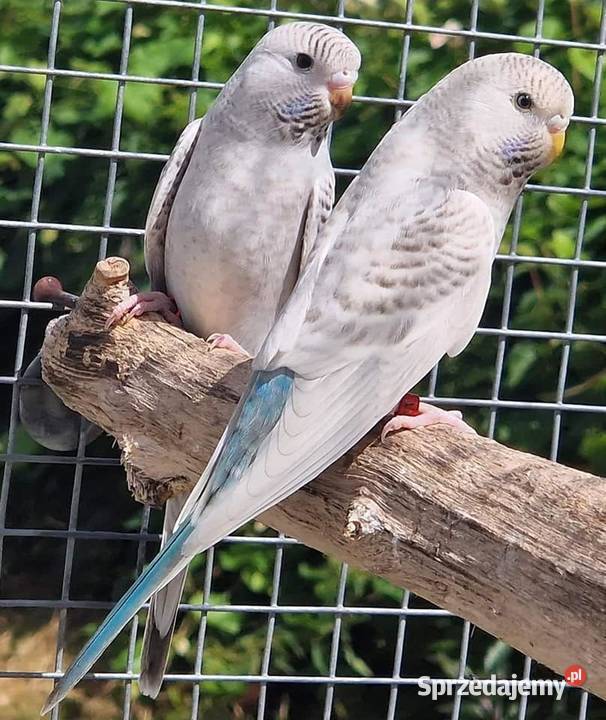 papużka falista blackface łatwo się oswaja może Wrocław sprzedam