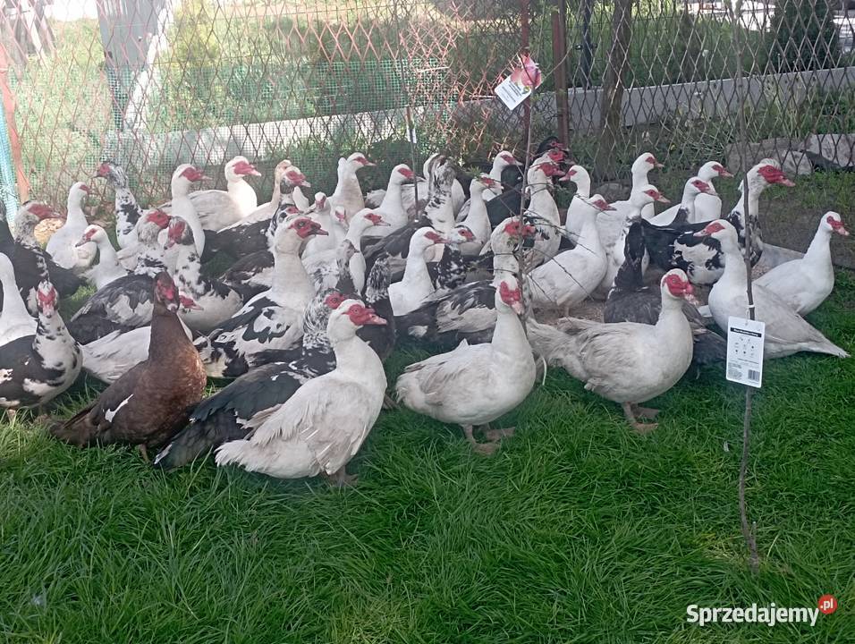 Sprzedaż LIKWIDACJA KACZORÓWKACZEK Piżmowych Giełda zwierząt Golasowice