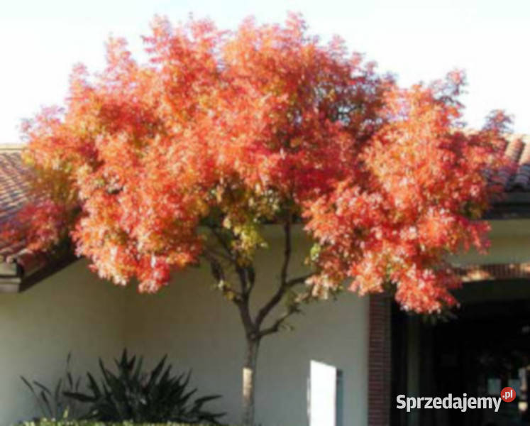 PISTACJA CHIŃSKA Pistacia chinensis NASIONA 150 Nasiona Rośliny Lubanie