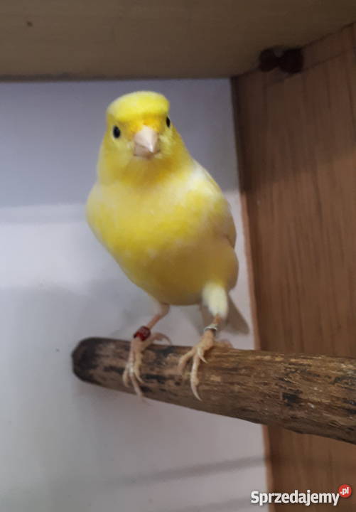 Kanarek kanarki żółty samiec Nasielsk