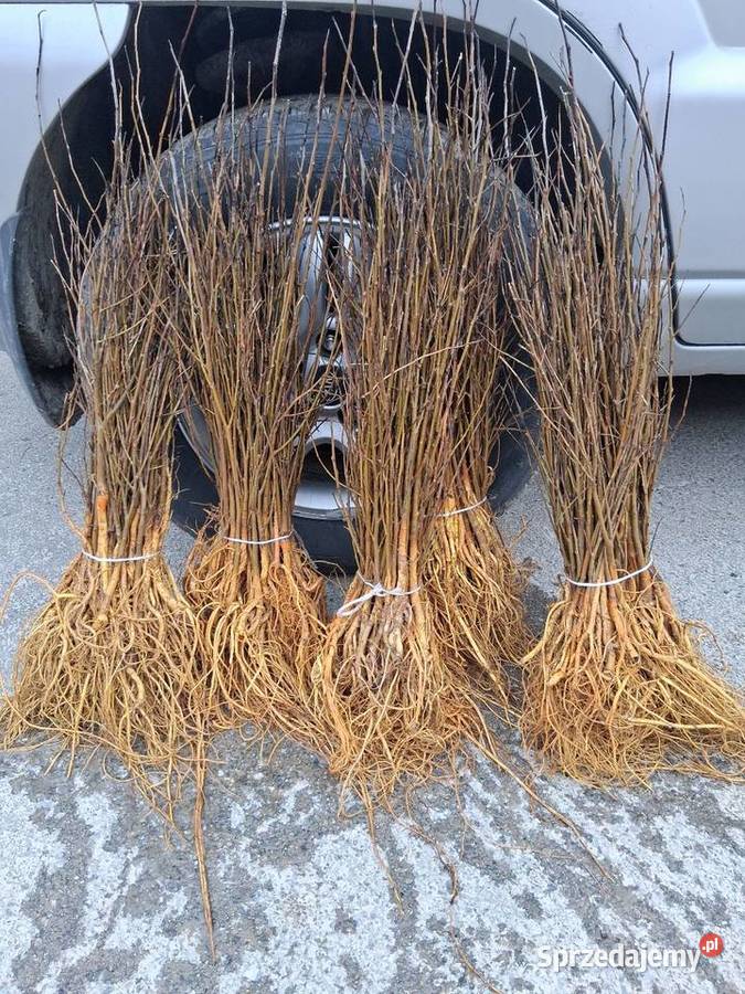 Morwa czarna białą wysyłka Chrząchów