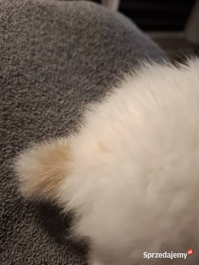 Kroliczek 2 mce Żory