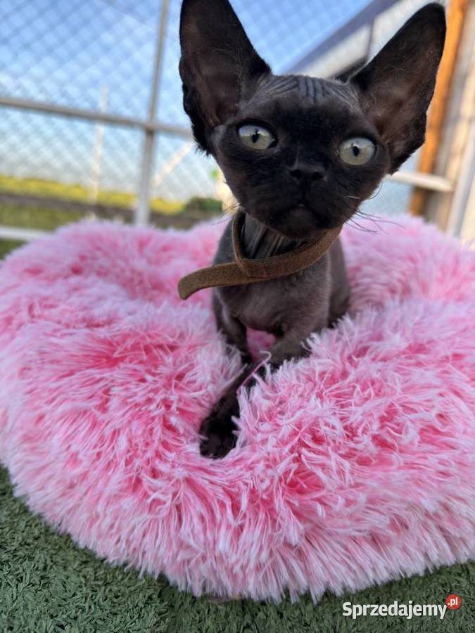 Devon Rex FPL kotka wielkopolskie Poznań