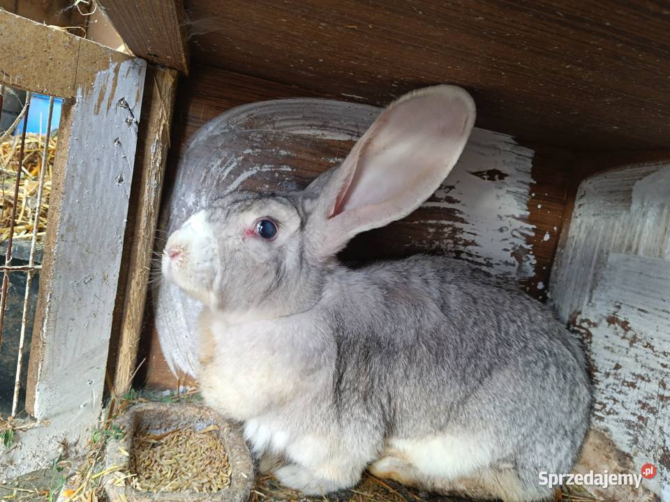 Królik duży na zabicie Chodów