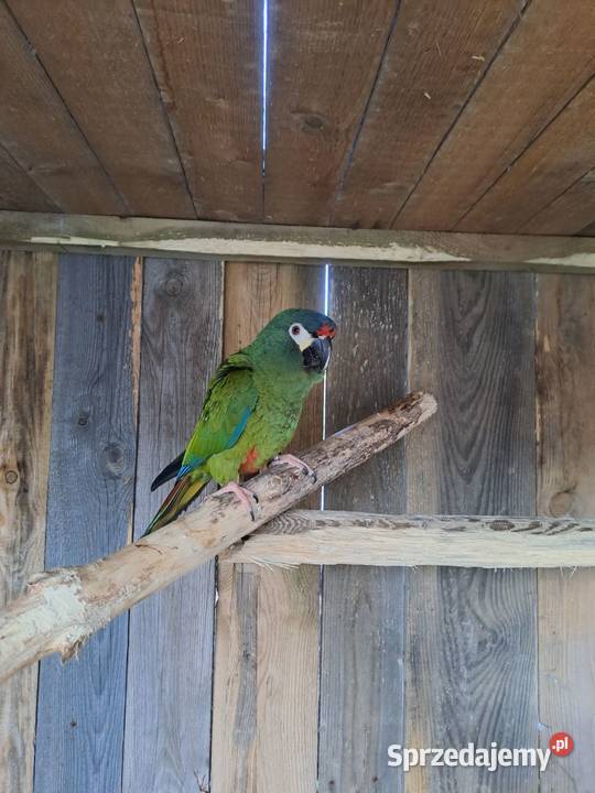 Sprzedam Arę Marokane Ptaki Serock sprzedam