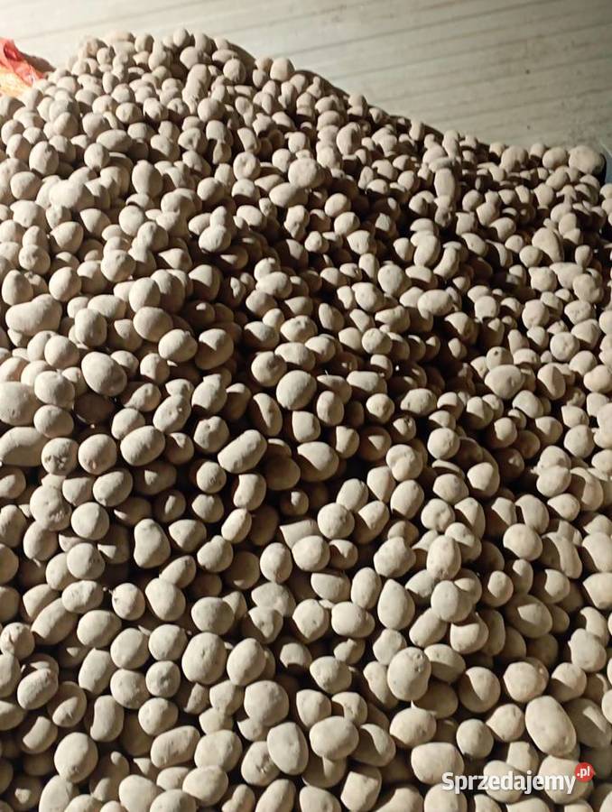 ZIEMNIAKI odm Gala Prosto Rolnika Jadalne Golasowice