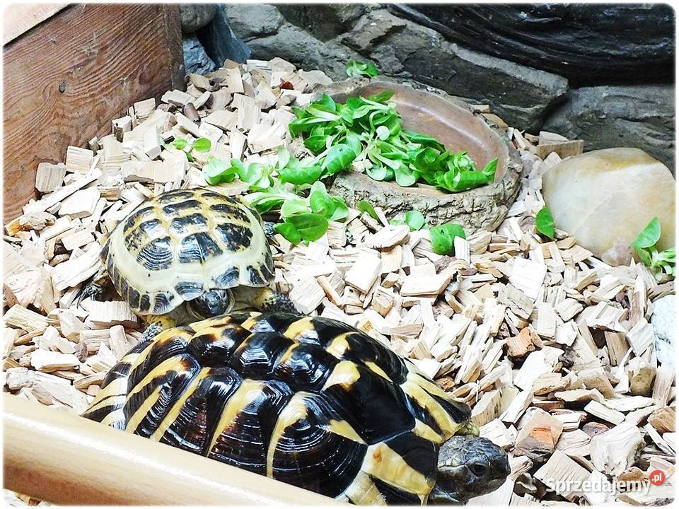 Duże Terrarium z szafką 2 Żółwie Grecki i Gady i płazy Lubsko