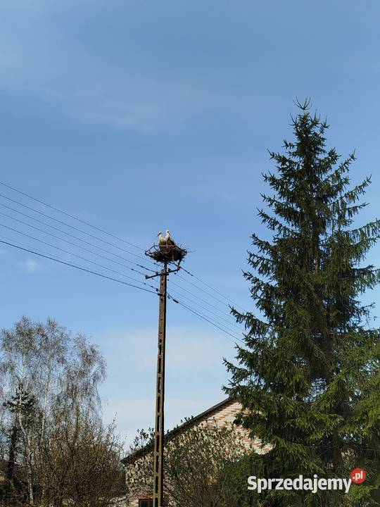 Sprzedam siedlisko z polem ornym klasy