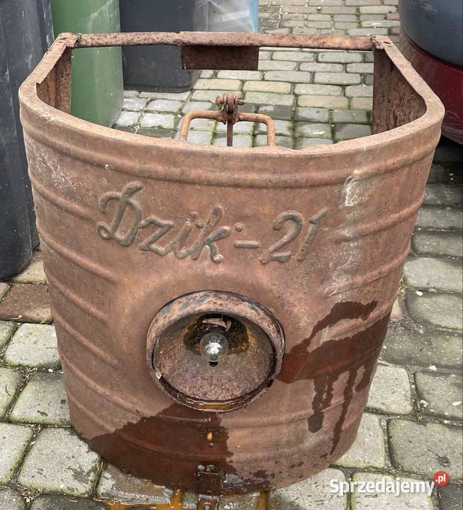 Dzik 21