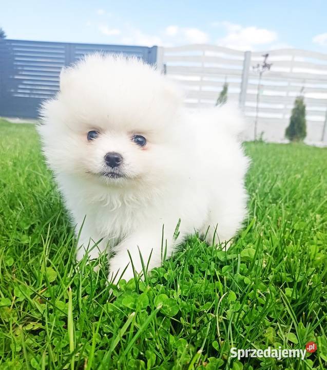 Pomeranian suczka Biała kuleczka puchata ŚLICZN Wrocław