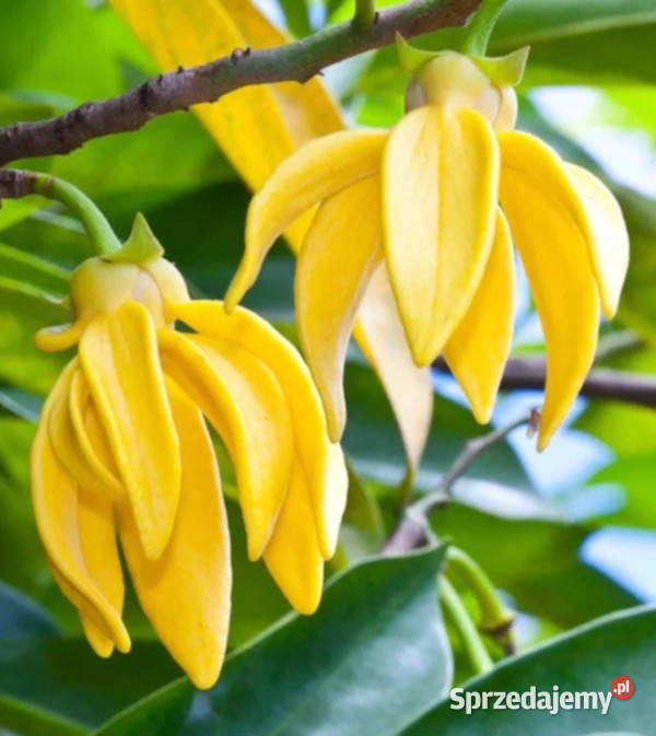 BHANDARI Artabotrys hexapetalus NASIONA 13 sztuk