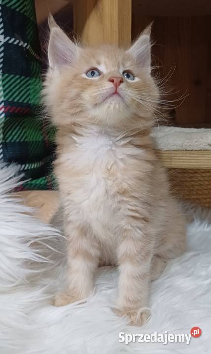 Maine Coon kocurek ds25 rodowód FPL Maine Coon Koty Olkusz sprzedam