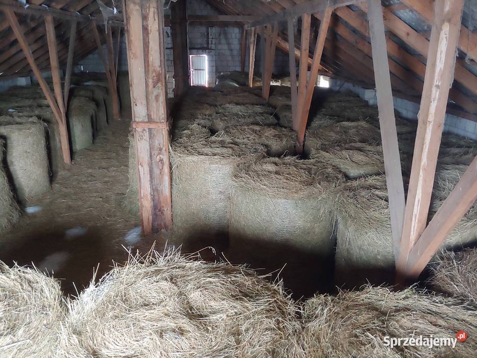 Siano bele 120 sprzedam